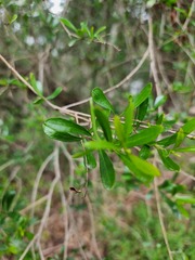 Bursaria spinosa