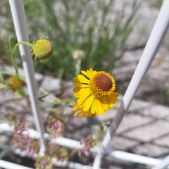 Helenium mexicanum