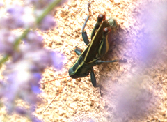 Melanoplus thomasi