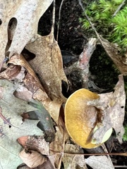 Aureoboletus innixus
