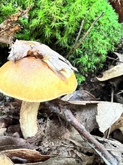 Aureoboletus innixus