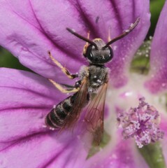Lasioglossum