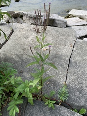 Verbena hastata