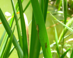 Tetragnatha extensa
