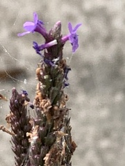 Verbena hastata