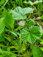 Malva neglecta