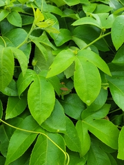 Chondrocera laticornis