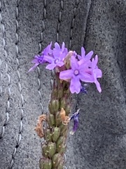 Verbena hastata