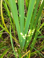 Iris virginica