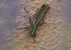 Melanoplus thomasi
