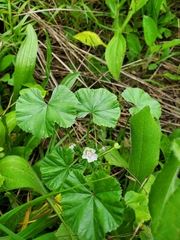 Malva neglecta