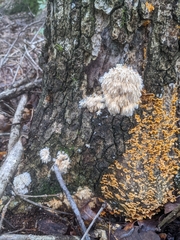 Hericium
