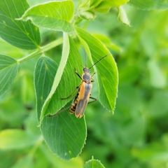 Chauliognathus limbicollis