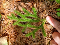 Lycopodium clavatum