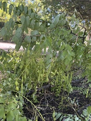 Styphnolobium