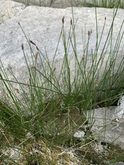 Eleocharis palustris