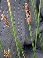 Eleocharis palustris
