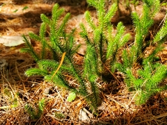 Lycopodium clavatum