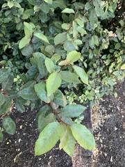 Elaeagnus
