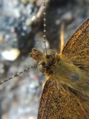Telenassa berenice