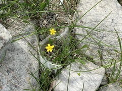 Ranunculus flammula
