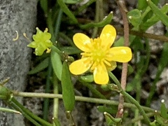 Ranunculus flammula