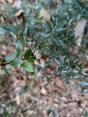 Acrotriche aggregata