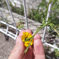 Helenium mexicanum