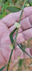 Cuscuta campestris