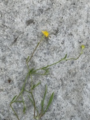 Ranunculus flammula