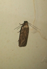 Depressaria daucella