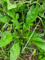 Coreopsis lanceolata