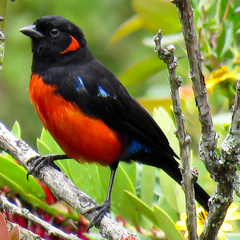 Anisognathus igniventris