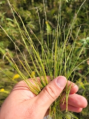 Muhlenbergia richardsonis