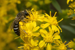 Colletes simulans