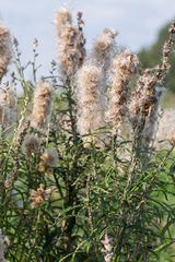 Pterocaulon virgatum