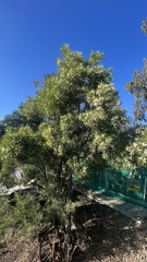 Eremophila mitchellii