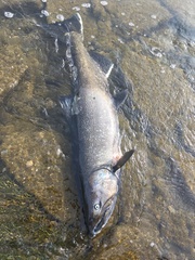 Oncorhynchus tshawytscha