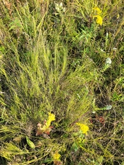 Muhlenbergia richardsonis