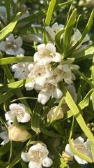Eremophila mitchellii