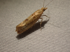 Ypsolopha cervella