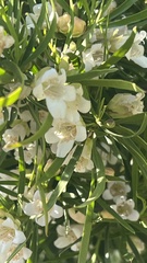 Eremophila mitchellii