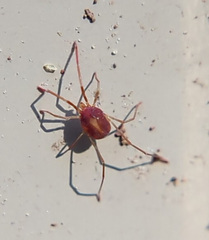 Trombidioidea