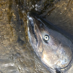 Oncorhynchus tshawytscha