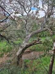 Eucalyptus camaldulensis