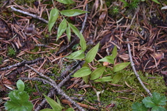 Streptopus streptopoides