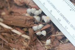 Setulosi