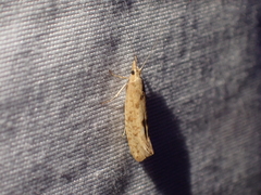Ypsolopha cervella