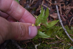 Streptopus streptopoides