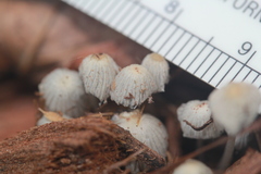 Setulosi